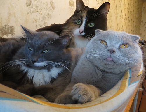 kittenseieki:  im the grey cat and those r my hot friends 