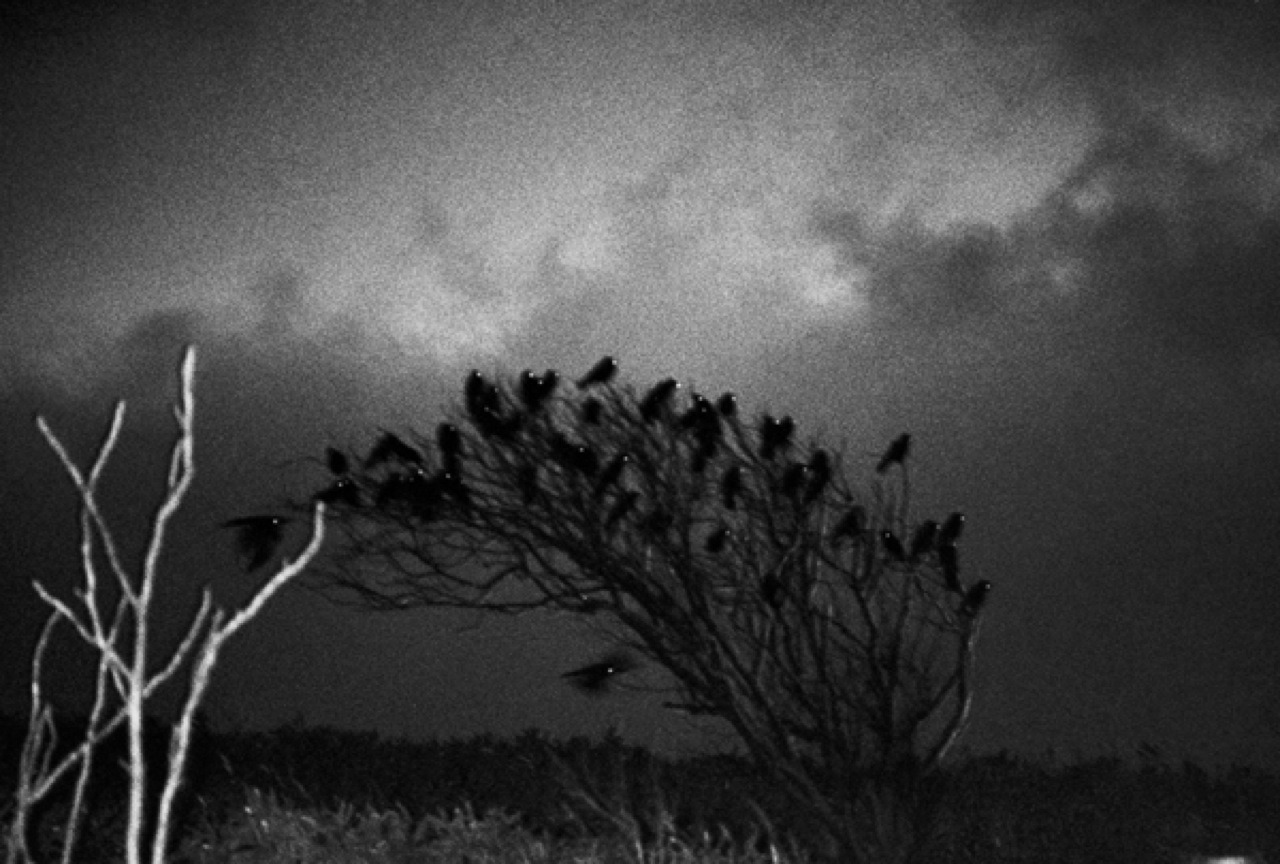 socialpsychopathblr:Karasu – Solitude Of Ravens, by Masahisa Fukase.Karasu is