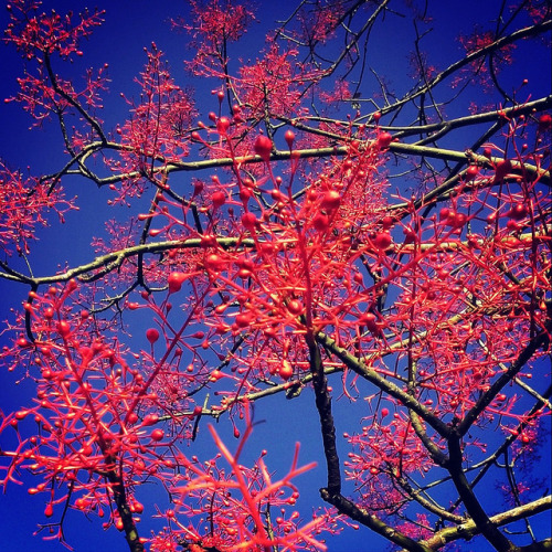 Flame Tree. May or may not owe its planting to a certain Cold Chisel song. on Flickr.In 2000, we all