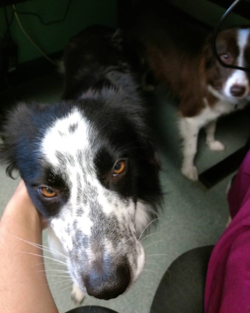 Quinn would like me to get done with work so we could go play..#bordercollie #bordeecolliesofinstagr