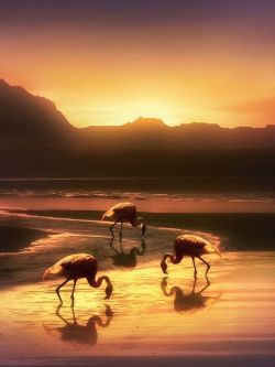 our-amazing-world:  Flamingo Sunrise Amazing World beautiful amazing 