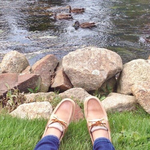 #topsiding with the ducks in Plymouth ☀️ #sperrys #plymouth #ducks #summer @sperrytopsider