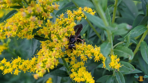 Northern Paper Wasp - Polistes fuscatusIt’s getting warmer and warmer with each new day in Toronto a