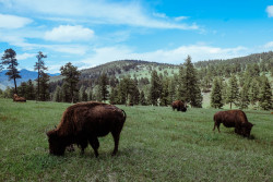 julesville:  Bison herd. Evergreen, Colorado