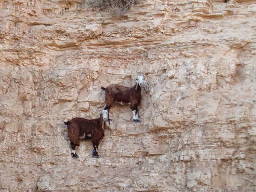 babyanimalgifs:When the world is awaiting your downfall, but you’re a goat