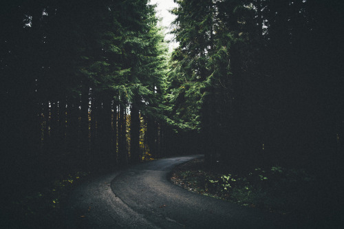 elenamorelli: { the road through the forest }