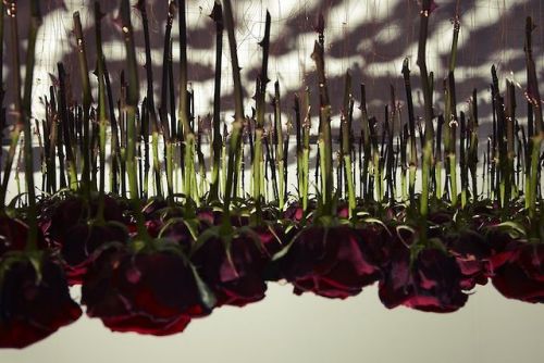 arielkassulke:  conflictingheart:    Flowers, porn pictures