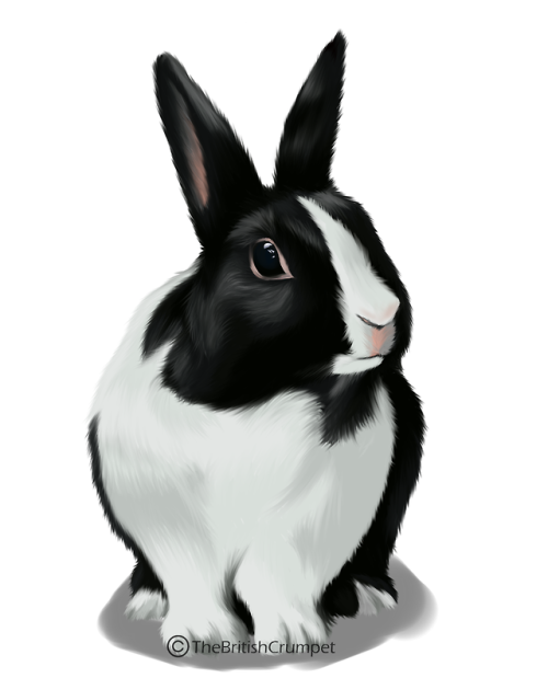 Realistic rabbit practice!*Commissions are open*