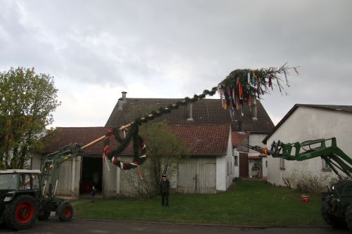 Maibaumstellen 2022 Put up the maypole (good old tradition, read Wikipedia)