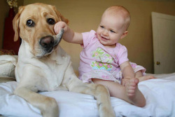 housewifesecrets:  johnnybee:  This made me mist up a little. Big pups being friends to human kids.  Those are their people too