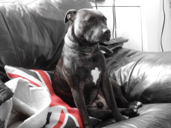 handsomedogs:  Barney the staffordshire bull terrier cross whippet enjoying his favourite cushion 