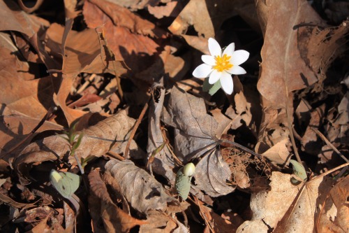 Bloodroot heating up!