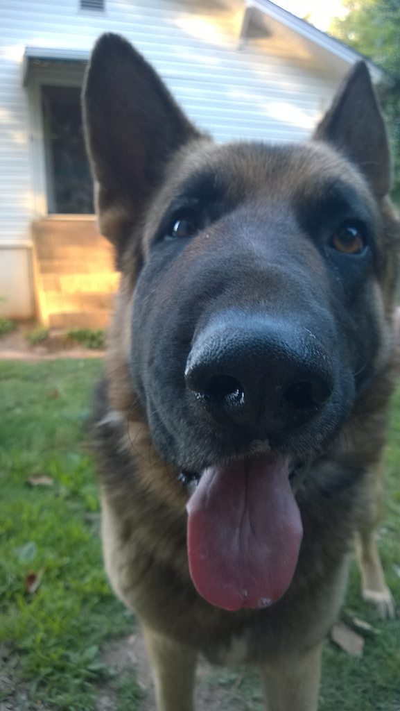 cute-overload:  Taco tried to eat a bee today…http://cute-overload.tumblr.com source: