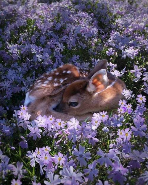 awwww-cute: All cozy in the flowers (Source: ift.tt/2qodubN)
