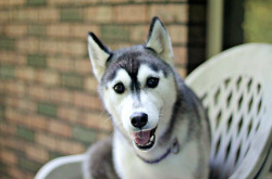 fyeahcanines:  Paisley Puppy (by Signature Move Siberians)