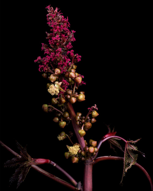 Apparently continuing the theme of lethal plants, today I am sharing Ricinus communis or ‘castor bea