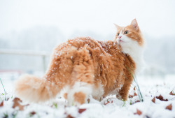 greeneyedg0ddess:  This kitty is so majestic it’s amazing  aww he looks like Murphy:/