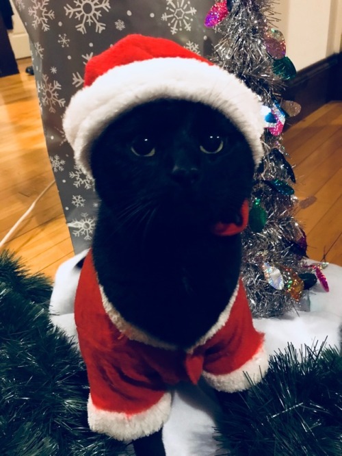 dreamyugyeom: Merry christmas from Nox, who is also secretly the real santa