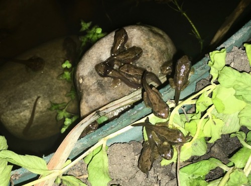 The Great EscapeI’ve got 100s of these amazing little froglet critters leaving their pond for dry la