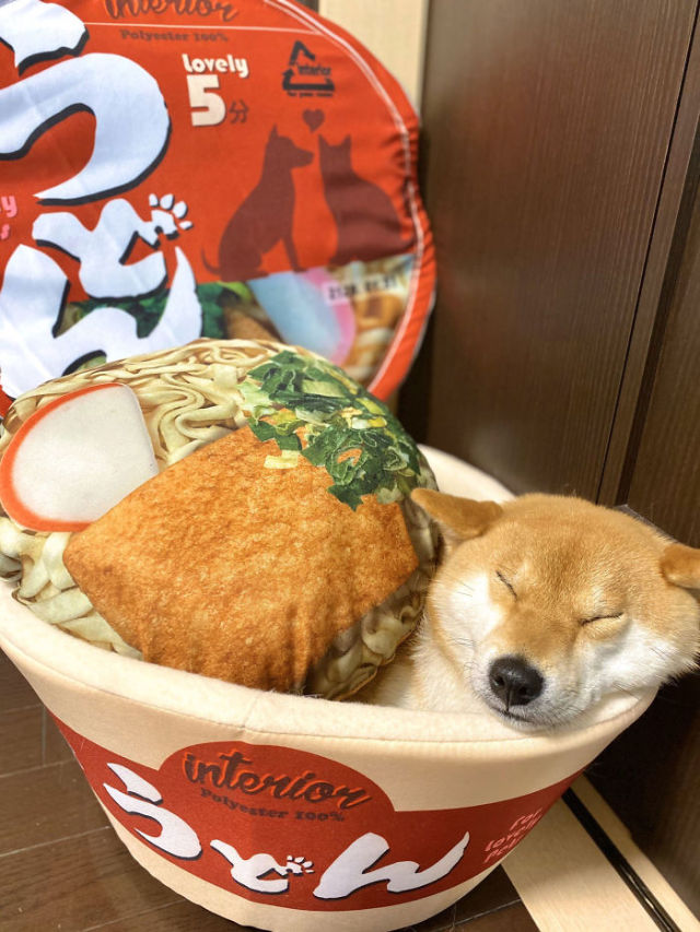 eduards-stuff:emma-of:ramen-bed:Pet Owners Are Buying Cup Noodle Beds For Their Pets