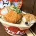 eduards-stuff:emma-of:ramen-bed:Pet Owners Are Buying Cup Noodle Beds For Their Pets