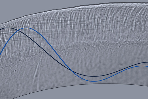 neurosciencestuff:  Nanopores underlie our ability to tune in to a single voice Inner-ear membrane uses tiny pores to mechanically separate sounds, researchers find. Even in a crowded room full of background noise, the human ear is remarkably adept at