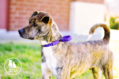  Gwen Stacy is available for adoption from Henrico Humane Society! 