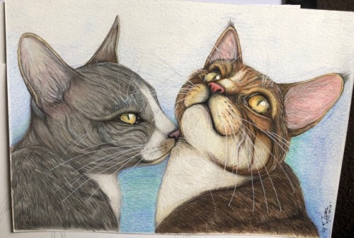 sherlockisthebest: The drawing of my cats (Yume and Filou) is done and I’m proud of it :) you 