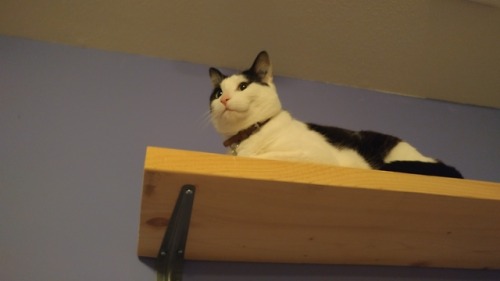 overtophidian: Some of the cat shelves are up in the new home! The kitties approve.