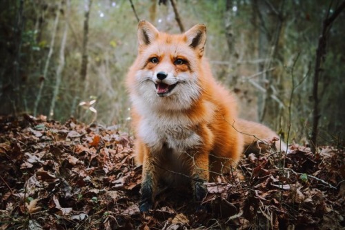 babydogdoo: The adventure fox