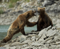 magicalnaturetour:  Alaska by richard.mcmanus.