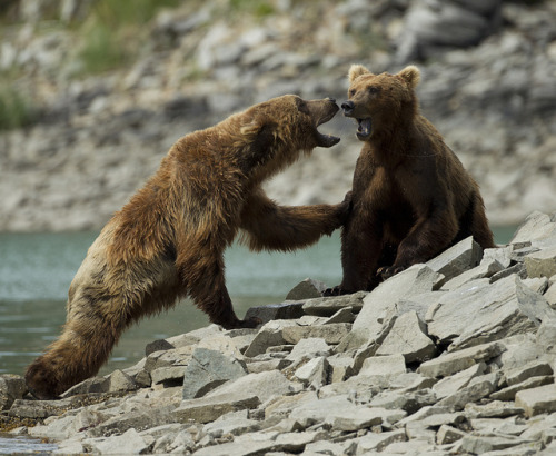 Porn magicalnaturetour:  Alaska by richard.mcmanus. photos