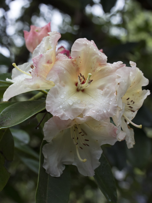 rhododendron garden