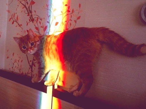 XXX thxmxs:  #cat #rainbow #light #kitty #cute photo