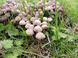 mushrooms,,, pretty cool yall