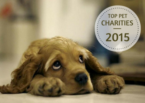 Tell us your favorite pet charity for a chance to have them featured on our blog! Tell us in the com