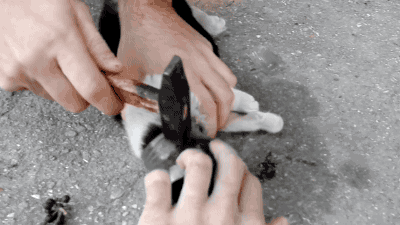 gifsboom:  kitten rescue. [video]