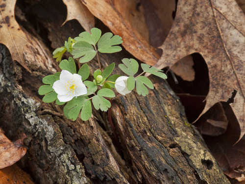 blooms-and-shrooms: False Rue Anemone (Enemion biternatum) by ER Post on Flickr.