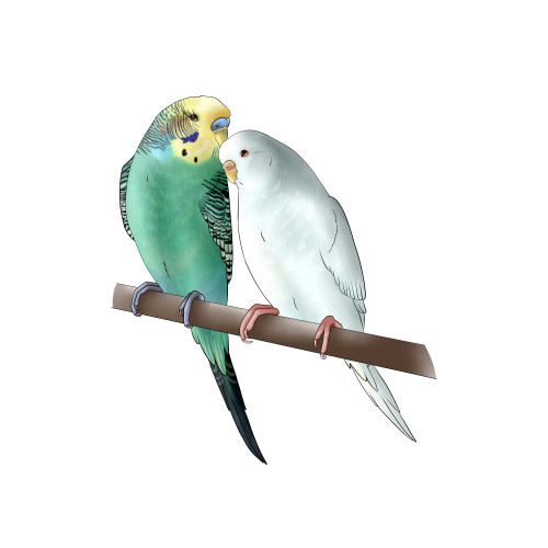 A couple of budgies for a commissioner on FacebookSociety6 ; Redbubble