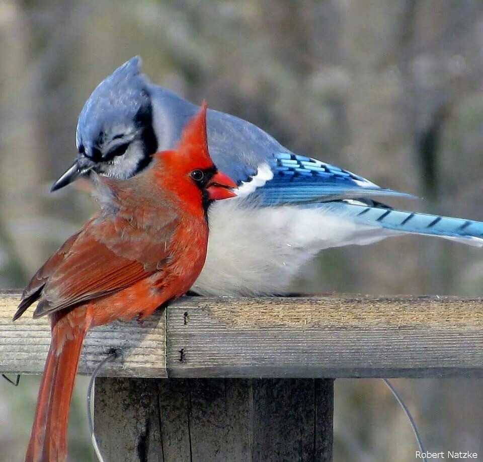 clickbeetle:clickbeetle:i love seeing cardinals and bluejays together i’m always like “hehe.. evil siblings”this is what i’m all about babyyyyy