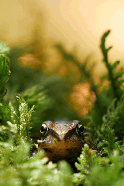 headlikeanorange:  European Common Frog 