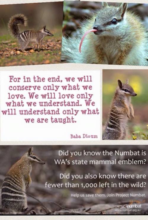 numbat