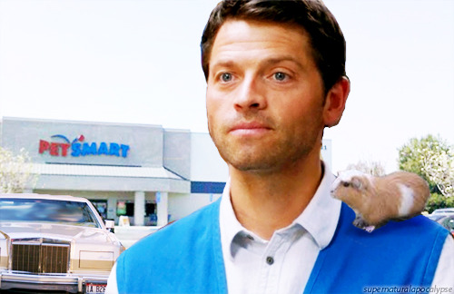 supernaturalapocalypse:Where’s the Angel? He went and bought himself a guinea pig of course!