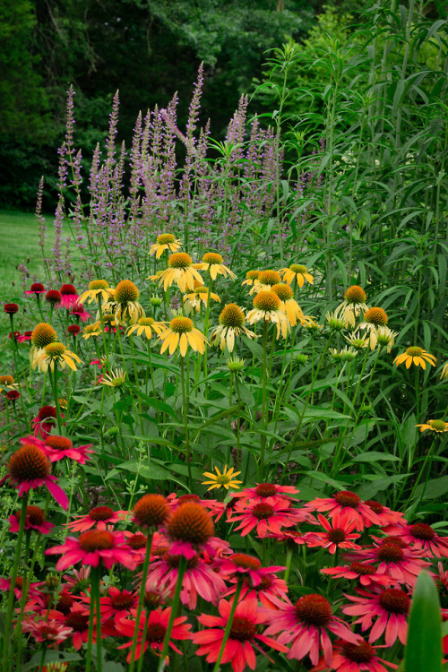 Early summer and already a too long stretch of over 90 degree days.  Good bye to the soft pinks, lav