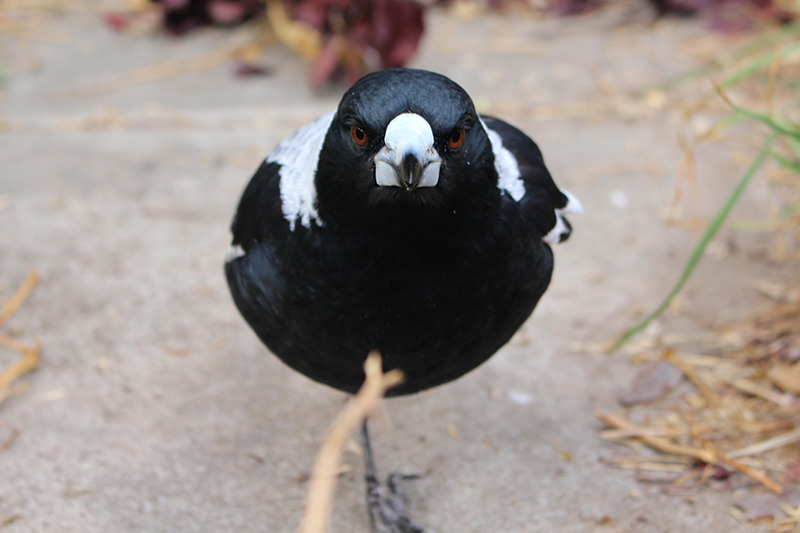 vintar:a small indignant chicken