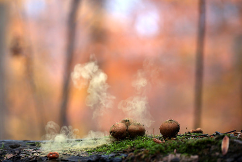 blooms-and-shrooms:Lycoperdon pyriforme by Corrie White