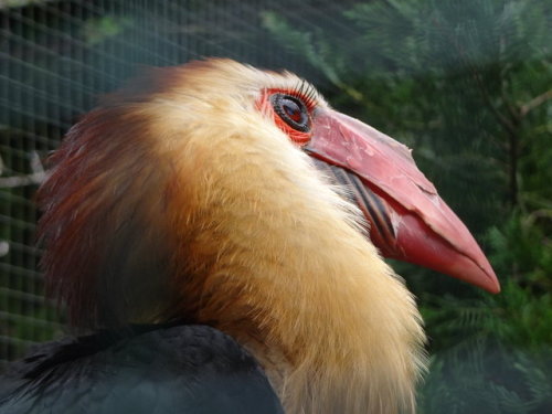 ridiculousbirdfaces:Writhed Hornbill close up C: by ChinkuruWrithed Hornbill (Aceros leucocephalus)