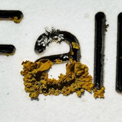 Grignotage des mots. Des lichens discrets mais résolument ancrés dans le texte… #typographie #lichen #signalétique #alliancenatureculture (à Tunnel de Malpas)https://www.instagram.com/p/CproK3csMZm/?igshid=NGJjMDIxMWI=