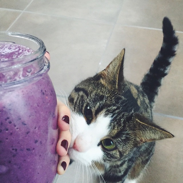 amillionbillionmiles:Always trying to steal my food 😈www.amillionmiless.com 