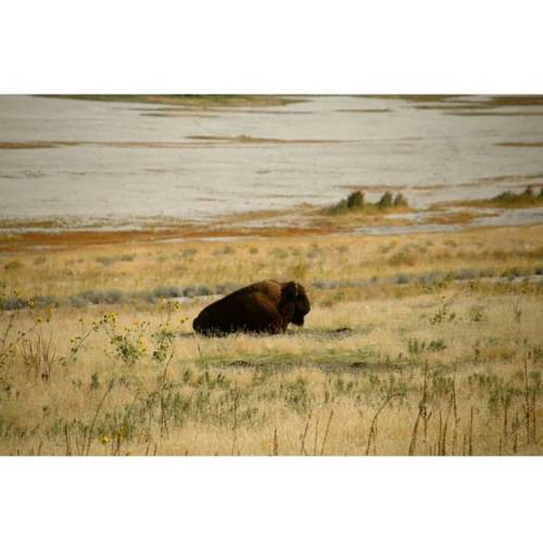 From our trip to #antelopeisland  #bison (#buffalo) #minimalism #animals #greatsaltlake